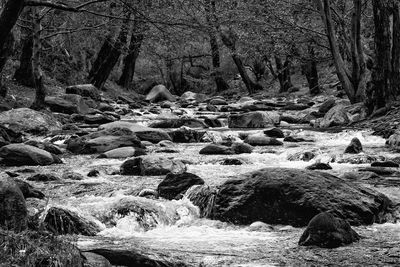 Scenic view of rocks in forest