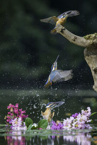 Kingfisher in steam - sequential flying motion over stream