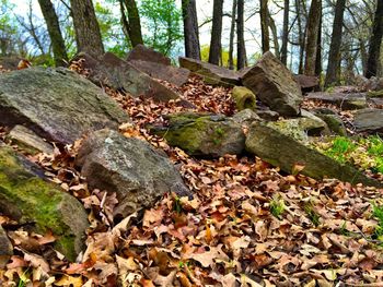 Fallen leaves on tree in forest