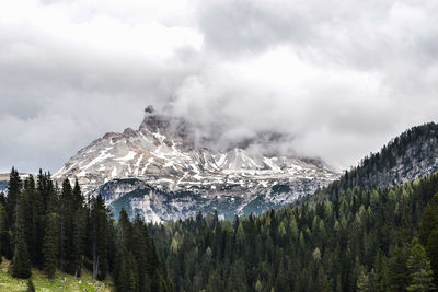 Panoramic view of pine trees on snowcapped mountains against sky