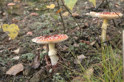 Close-up of mushroom growing on field