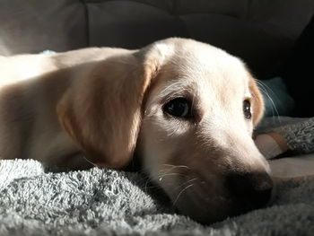 Close-up of dog resting on sofa at home