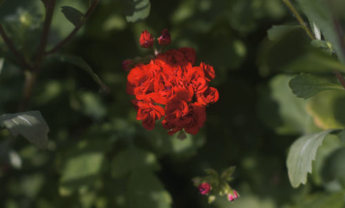 Close-up of red flowering plant