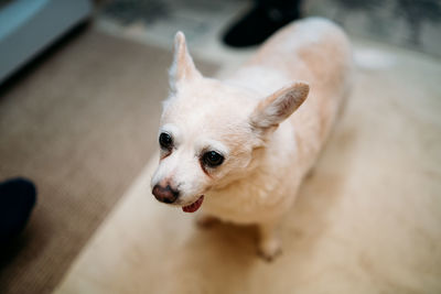 High angle view of dog looking away