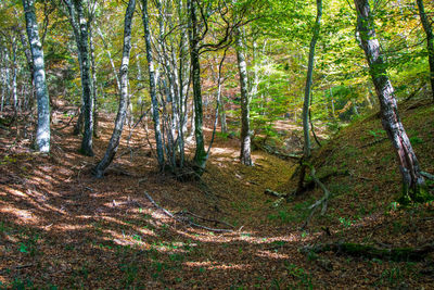 Trees growing in forest