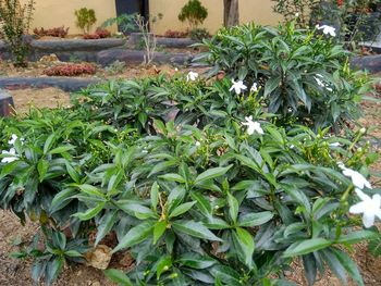 High angle view of potted plants on field