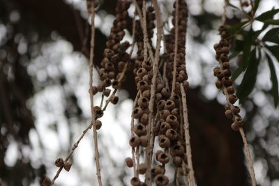 Low angle view of dried plant on tree