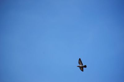 Low angle view of bird flying against clear blue sky