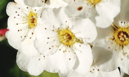 Close-up of white flowers