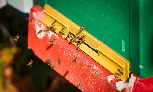 Bees and their box by a beekeeper in a mountain hive