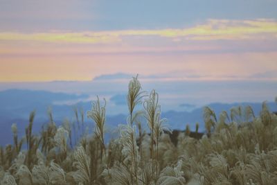 Close-up of stalks in field against sky