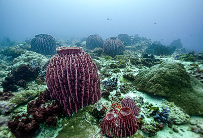 Close-up of coral in sea