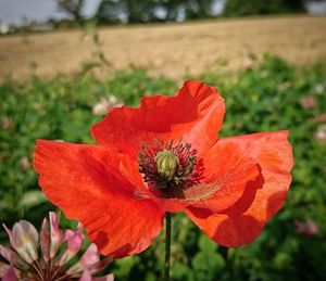 Close-up of red flower blooming in field