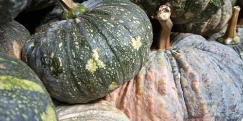 Close-up of pumpkin on rock