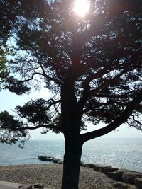 Tree by sea against sky