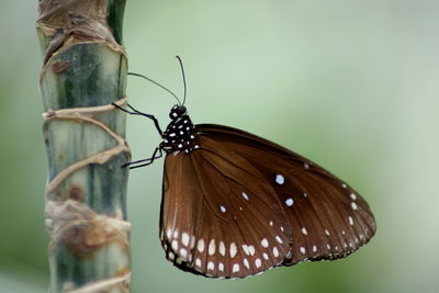 Close-up of butterfly