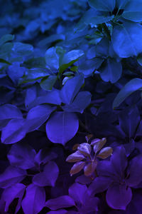 Close-up of blue flowering plant