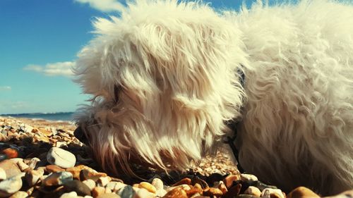 Close-up of a dog on the beach