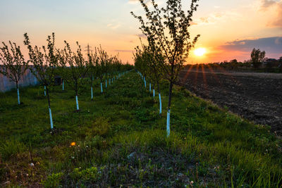 Scenic view of field against sky during sunset