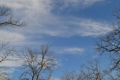 Low angle view of tree against sky