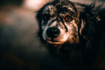 Close-up portrait of dog