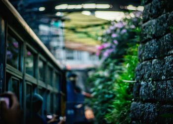 Close-up of plants against blurred background