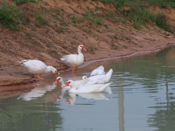 Swans on lake