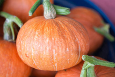 Close-up of pumpkins