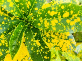 Close-up of yellow flowering plant leaves