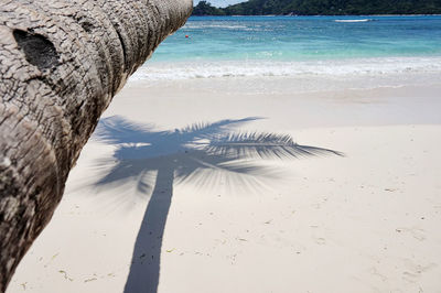 View of birds on beach