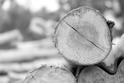 Close-up of plant against blurred background