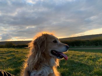 Dog looking away on field