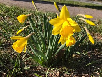 High angle view of yellow crocus blooming on field