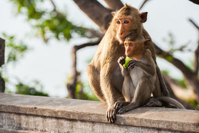 Monkey sitting on retaining wall