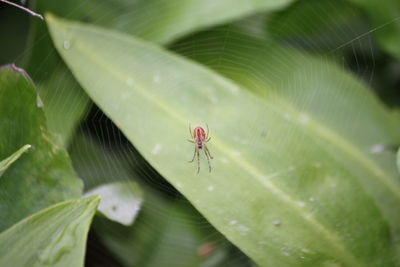 Close-up of spider on plant