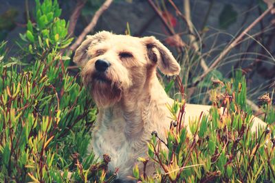 Portrait of dog on field