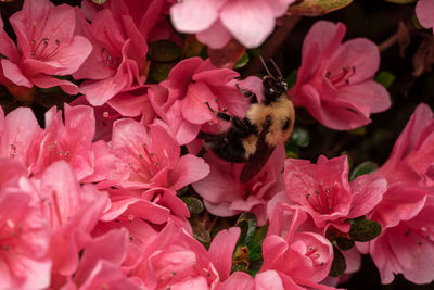 Close-up of bee on pink flowers