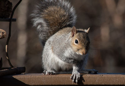 Close-up of squirrel