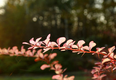 Close-up of pink flowering plant