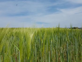 Crops growing on field against sky