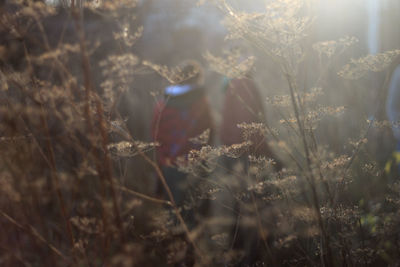 Close-up of plants on field