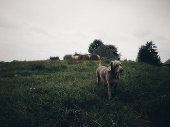 Dog on field against sky