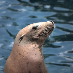 Sea lion closeup 