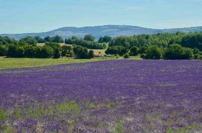 Scenic view of lavender field against sky