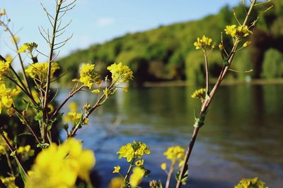 Close-up of yellow flowers against blurred background