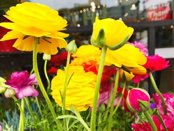 Close-up of yellow flowers blooming outdoors