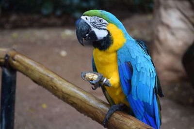 Close-up of blue parrot perching on branch