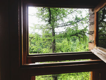 Trees seen through window of house