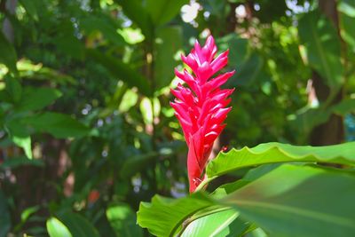 Close-up of red flowering plant