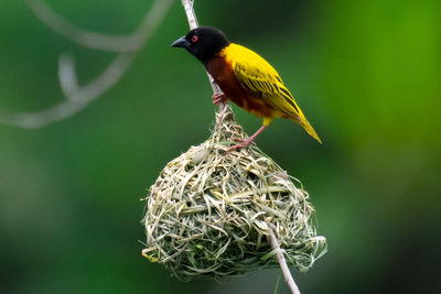 Close-up of bird perching on nest